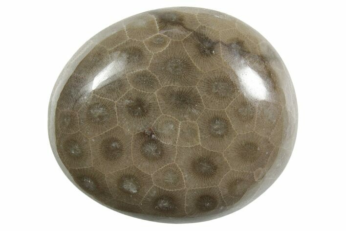 Polished Petoskey Stone (Fossil Coral) - Michigan #348590